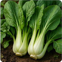 Bok Choy