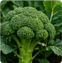 Broccoli