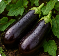 Eggplant