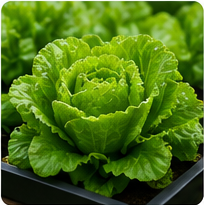 Lettuce